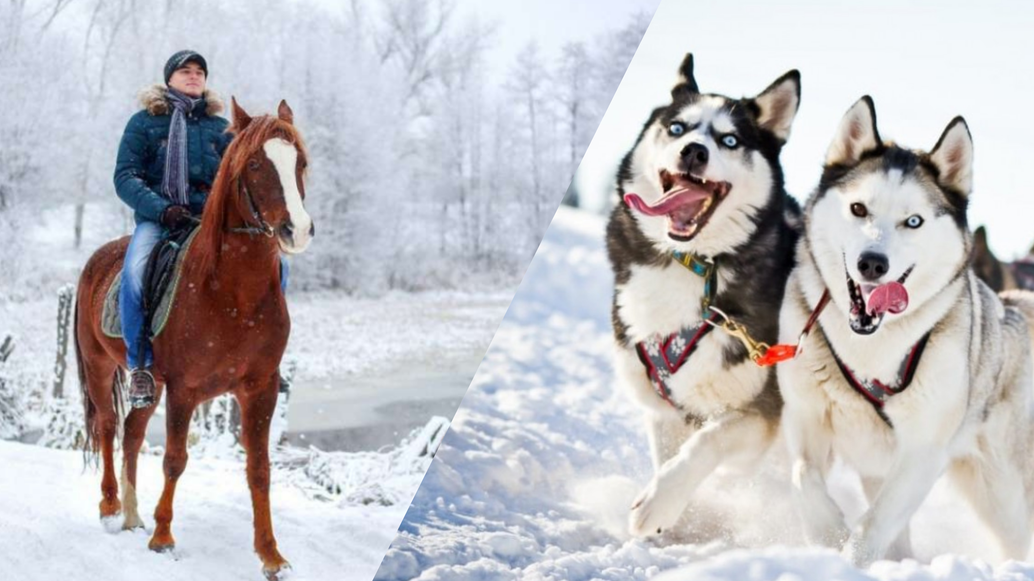 Sport Priority Новосибирск