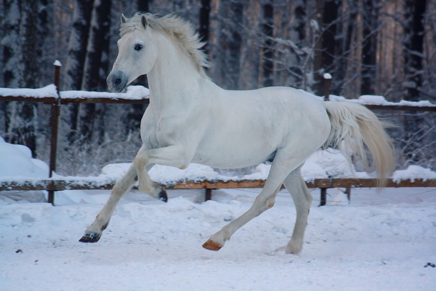 Сосновый бор