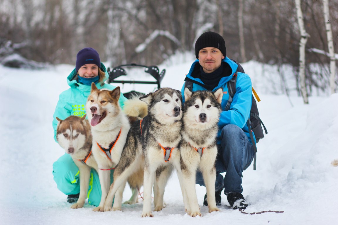 Хаски в юрте, катание на собаках