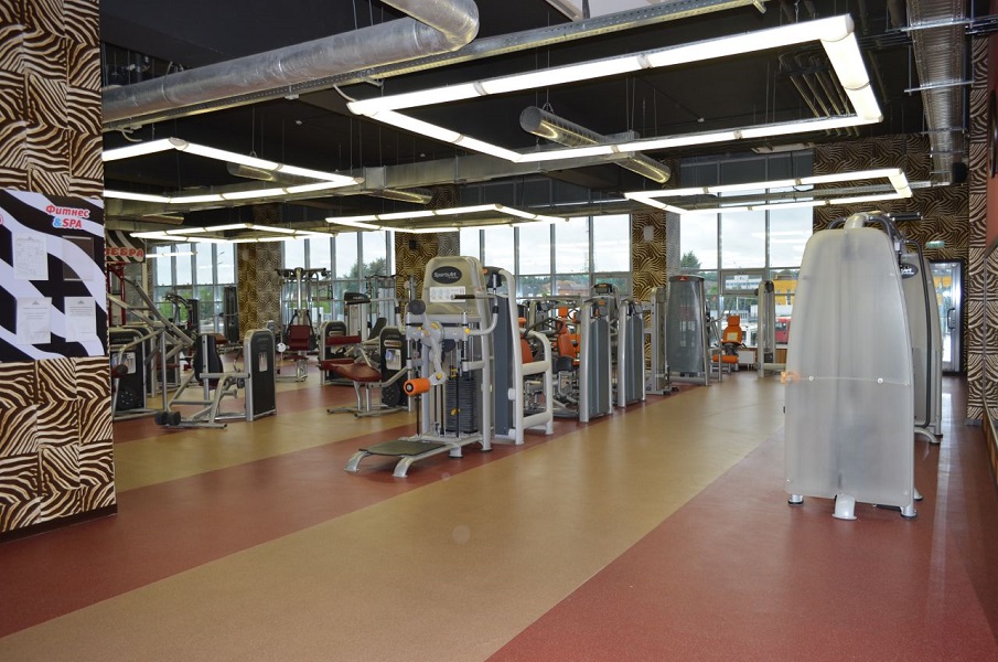 Зебра Олимпийский