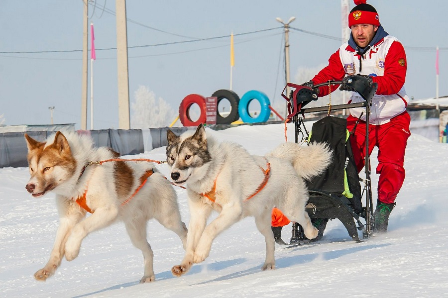 Катание на собачьих упряжках