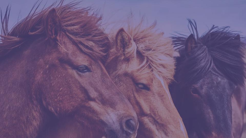 Конный клуб «Ковбой»